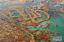 新疆玛纳斯：秋日湿地画卷