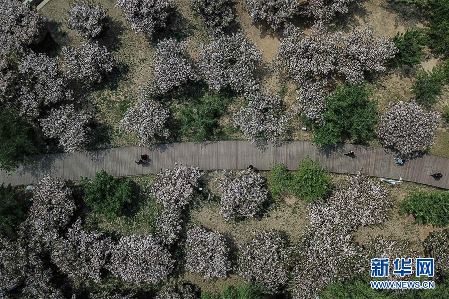 游客在大连市旅顺口区二零三樱花园内游玩(5月10日无人机拍摄)。 新华社记者 潘昱龙 摄