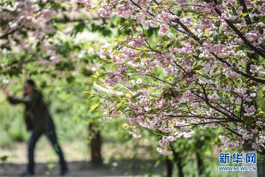 这是5月10日拍摄的大连市旅顺口区二零三樱花园内盛开的樱花。 新华社记者 潘昱龙 摄