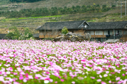 广西龙胜：格桑花开引游人