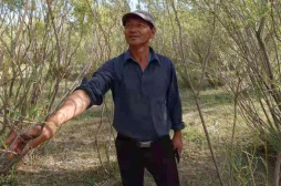 增绿有成效，护绿需新招：黄河流域毛乌素沙地生态治理观察