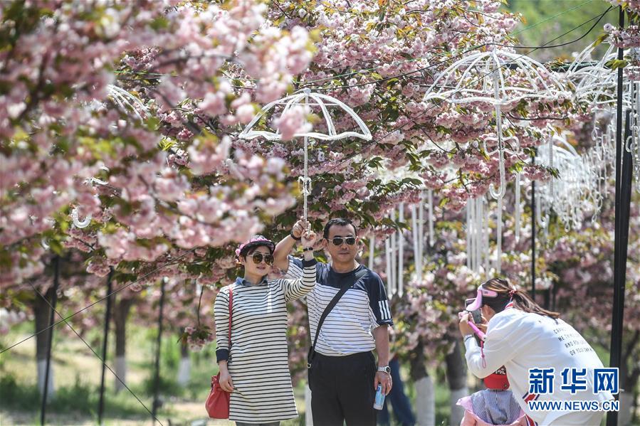 5月10日，游客在大连市旅顺口区二零三樱花园内拍照。 新华社记者 潘昱龙 摄