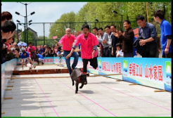 从运动场讲起的衢州乡村振兴故事