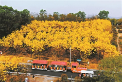 赏花经济带热乡村旅游