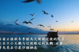 宁夏沙湖：小天鹅如约而至