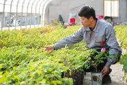 九千“职称农民”带活齐鲁乡村