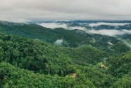 “普洱景迈山古茶林文化景观”申遗成功