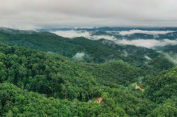 “普洱景迈山古茶林文化景观”申遗成功