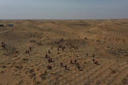 “植”此新绿——多地植树节活动扫描